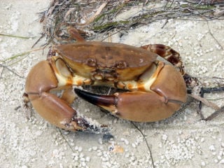 FWC Stone Crab